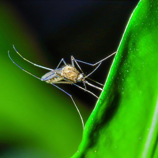 How to Keep Mosquitoes at Bay A Summer Guide for Garden Lovers NextGenGardening™