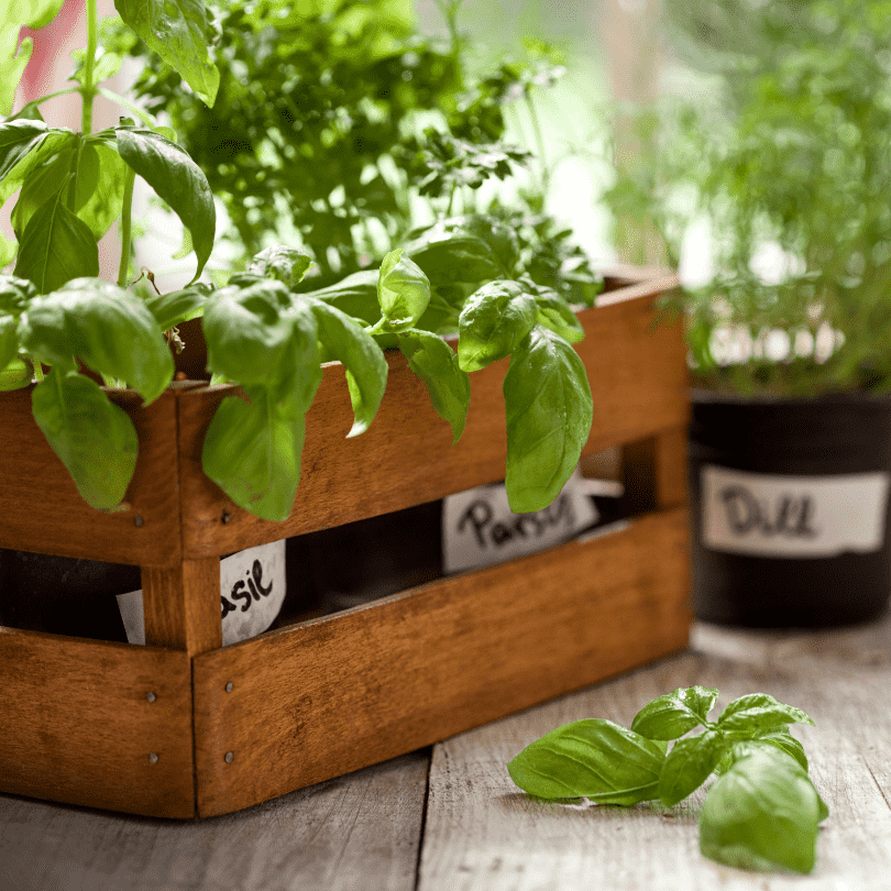 From Garden to Plate: Grow Your Kitchen Garden – NextGenGardening™