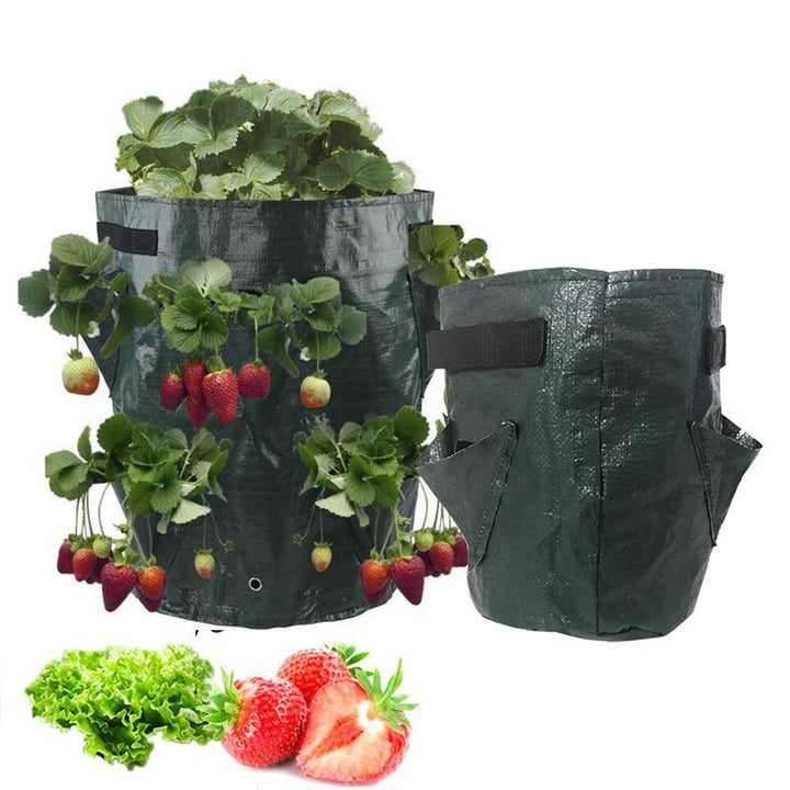 growing strawberry plants in grow bags Strawberry Planting Grow Bag – NextGenGardening