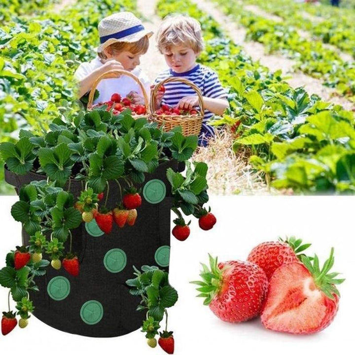strawberry plant grow bag Strawberry Vertical Grow Bags (3 Pack) – NextGenGardening